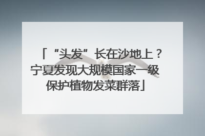 “头发”长在沙地上？宁夏发现大规模国家一级保护植物发菜群落