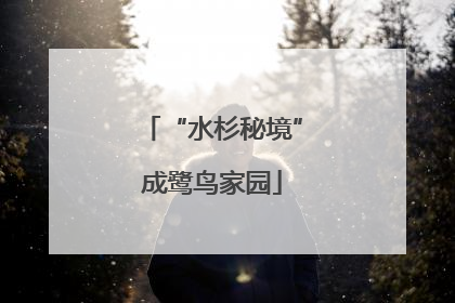 “水杉秘境”成鹭鸟家园