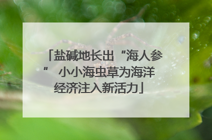 盐碱地长出“海人参” 小小海虫草为海洋经济注入新活力