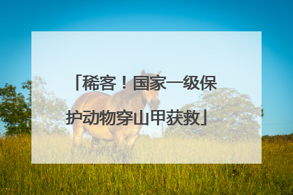稀客！国家一级保护动物穿山甲获救