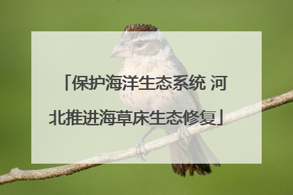 保护海洋生态系统 河北推进海草床生态修复