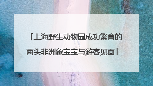 上海野生动物园成功繁育的两头非洲象宝宝与游客见面