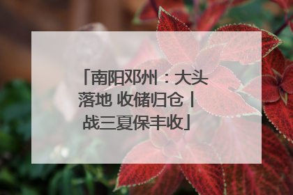 南阳邓州：大头落地 收储归仓丨战三夏保丰收