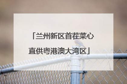 兰州新区首茬菜心直供粤港澳大湾区