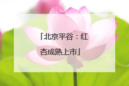 北京平谷：红杏成熟上市