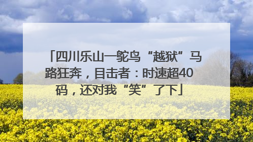 四川乐山一鸵鸟“越狱”马路狂奔，目击者：时速超40码，还对我“笑”了下