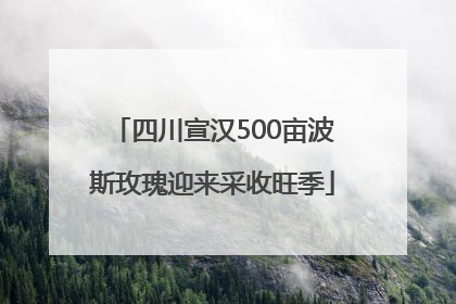 四川宣汉500亩波斯玫瑰迎来采收旺季