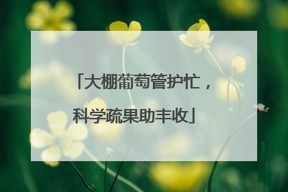 大棚葡萄管护忙，科学疏果助丰收