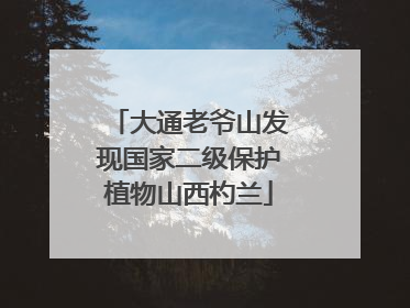 大通老爷山发现国家二级保护植物山西杓兰