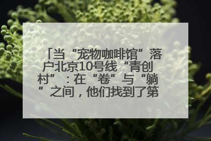 当“宠物咖啡馆”落户北京10号线“青创村”：在“卷”与“躺”之间，他们找到了第三种生活公式
