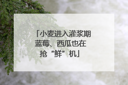 小麦进入灌浆期 蓝莓、西瓜也在抢“鲜”机