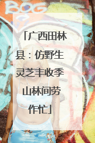 广西田林县：仿野生灵芝丰收季 山林间劳作忙