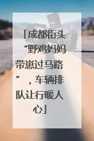 成都街头“野鸡妈妈带崽过马路”，车辆排队让行暖人心