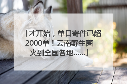 才开始，单日寄件已超2000单！云南野生菌火到全国各地……