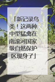 新记录鸟类！这两种中型猛禽在南滚河国家级自然保护区现身了