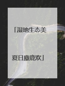 湿地生态美 夏日麋鹿欢