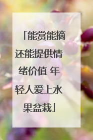 能赏能摘还能提供情绪价值 年轻人爱上水果盆栽