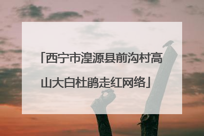 西宁市湟源县前沟村高山大白杜鹃走红网络