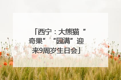 西宁：大熊猫“奇果”“园满”迎来9周岁生日会
