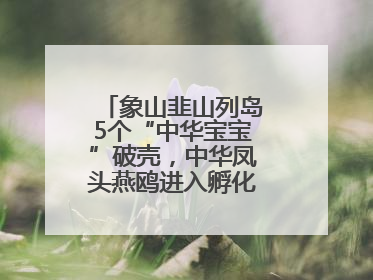 象山韭山列岛5个“中华宝宝”破壳，中华凤头燕鸥进入孵化育儿关键期