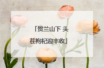 贺兰山下 头茬枸杞迎丰收