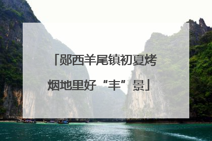 郧西羊尾镇初夏烤烟地里好“丰”景
