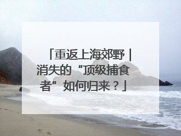 重返上海郊野｜消失的“顶级捕食者”如何归来？