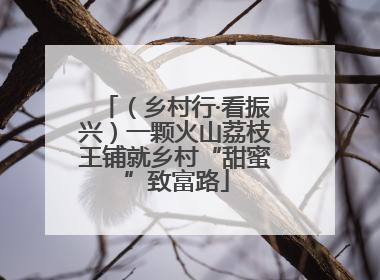 （乡村行·看振兴）一颗火山荔枝王铺就乡村“甜蜜”致富路