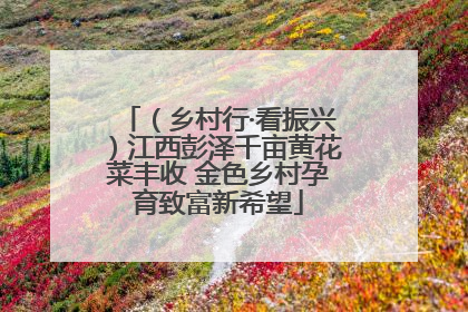 （乡村行·看振兴）江西彭泽千亩黄花菜丰收 金色乡村孕育致富新希望